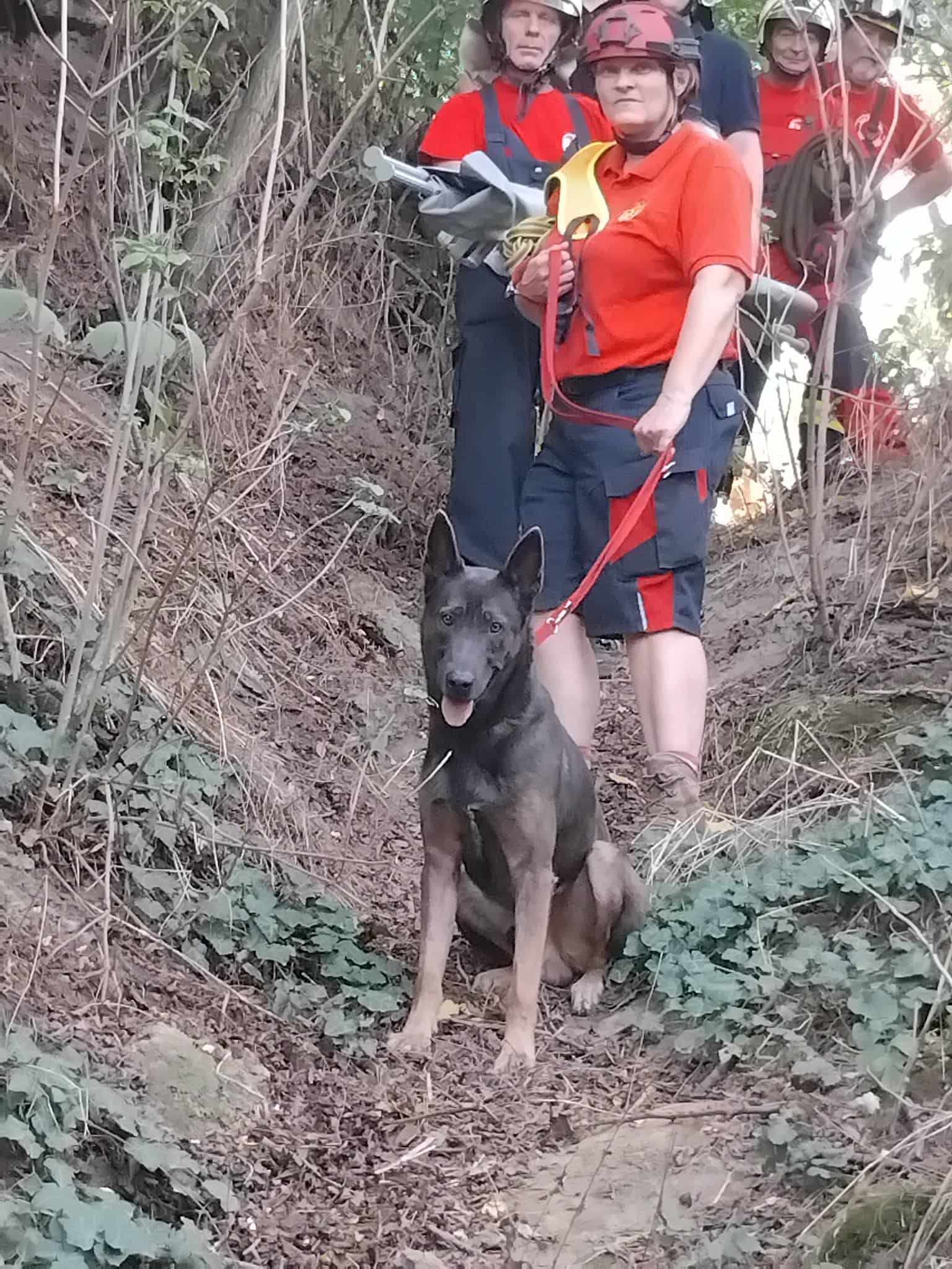 dog6